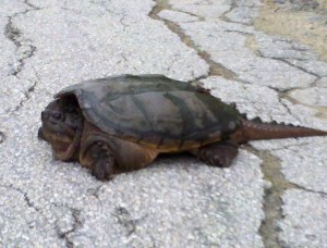 turtle